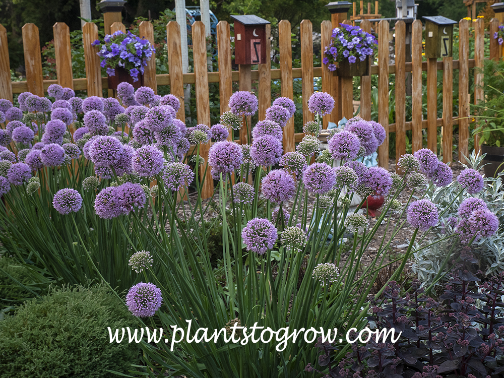 'Pink Planet' Allium
(end of July)